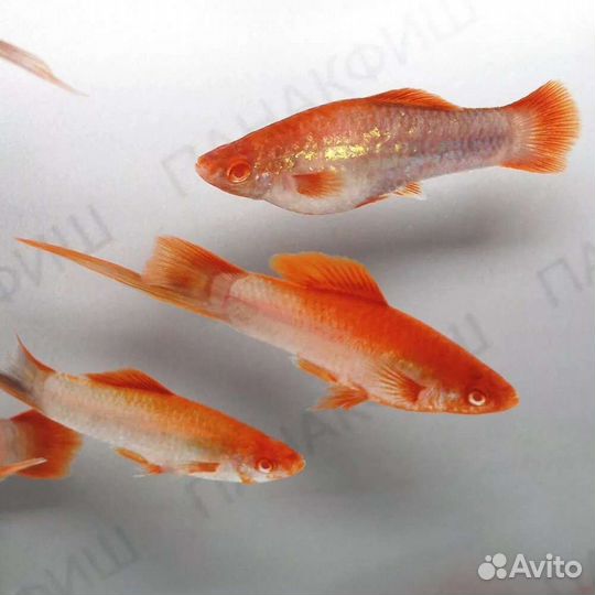 Меченосцы породистые и простые