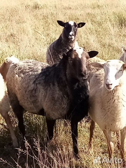 Работник на частную ферму