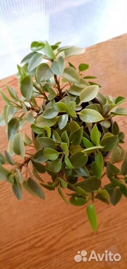 Комнатные растения цветы