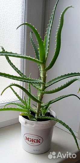 Алоэ древовидный (лекарственный)