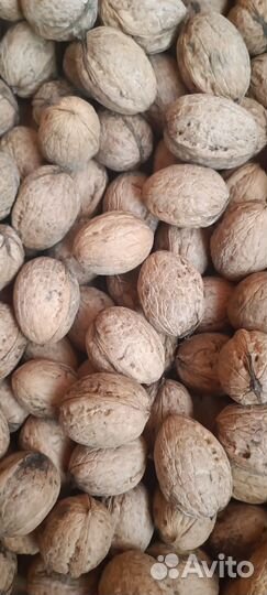 Орех грецкий