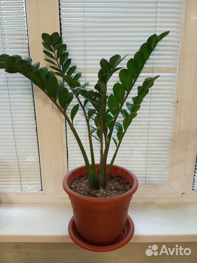 Замиокулькас