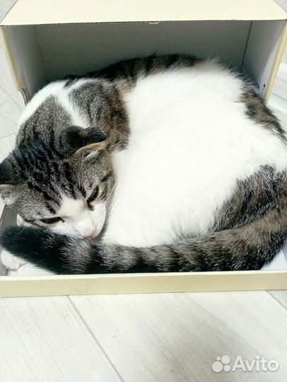 Кошка в дар