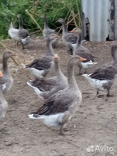 Гуси,Индоутки,Муларды