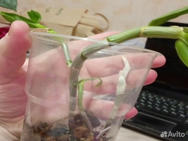 Дендробиум