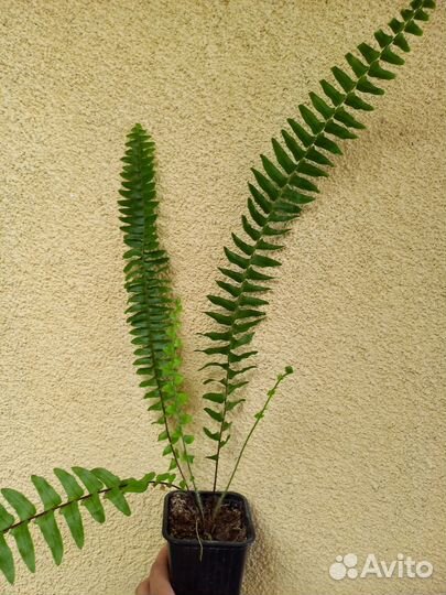Папоротник комнатный