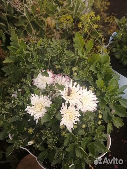 Хризантема