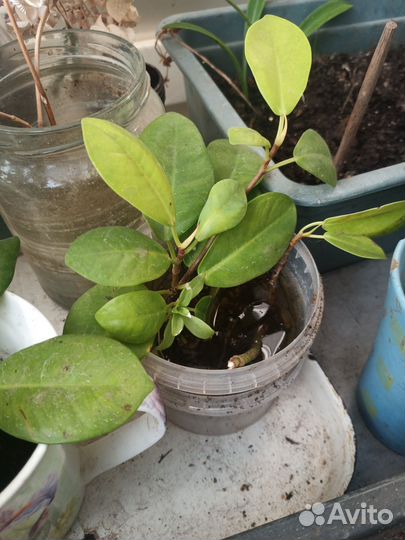 Фикус мокламе