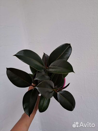 Фикус Тинеке, Мелани, эластика