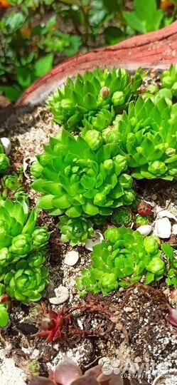 Многолетники садовые