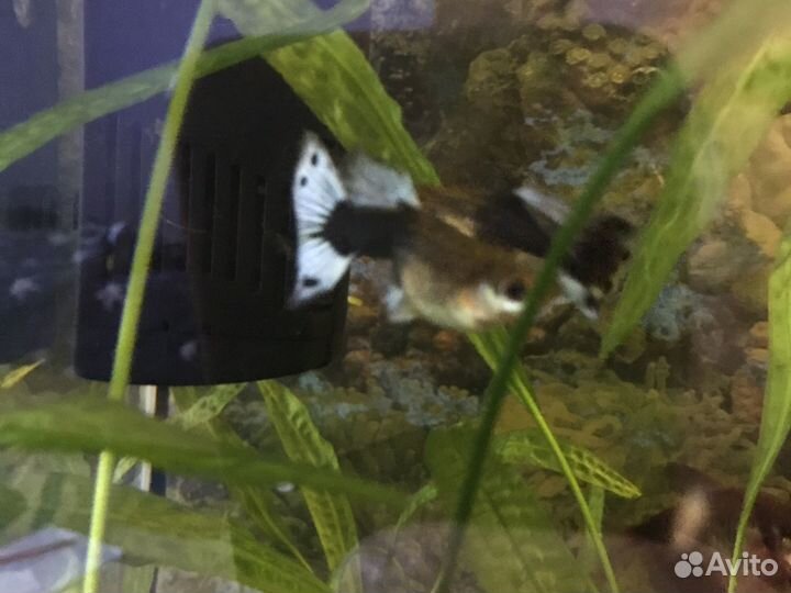 Аквариумные растения