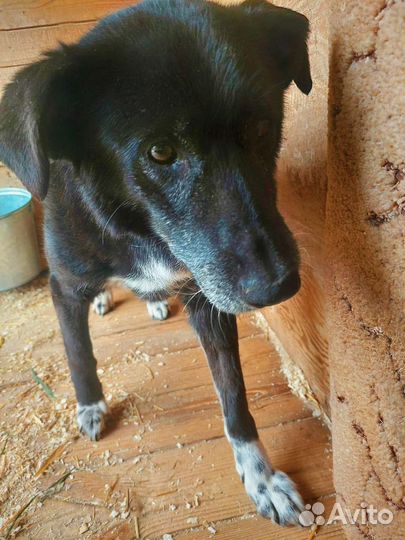 Собаке трудно жить в приюте