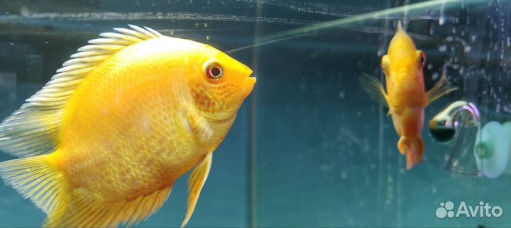 Цихлазома северум красный