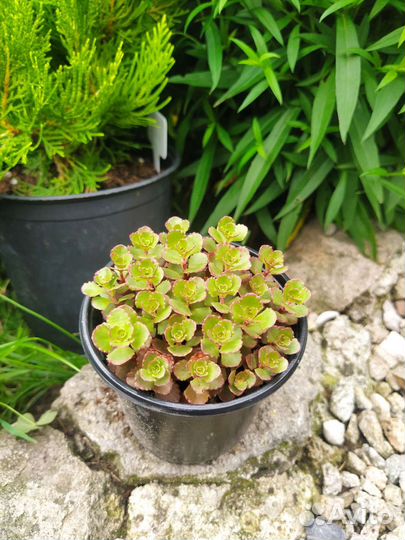 Очиток седум