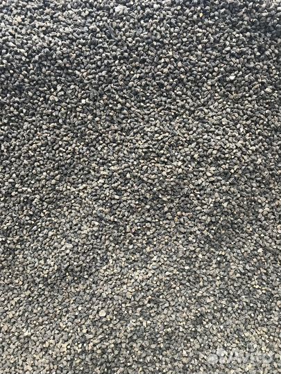 Синяк / Ранник синий, семена медоносы