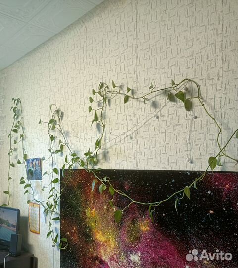 Сциндаптус лиана