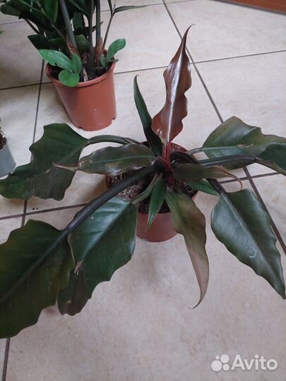 Антуриум, Фатсия, Замиокулькас, Филодендрон и тд