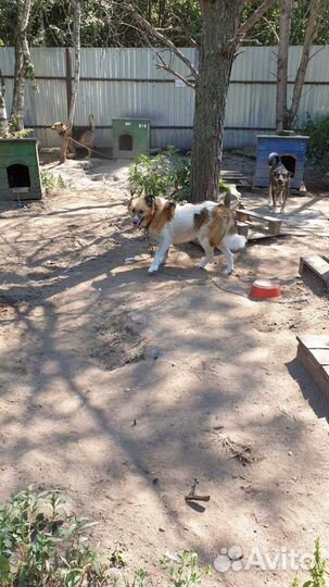 Красавица приюта