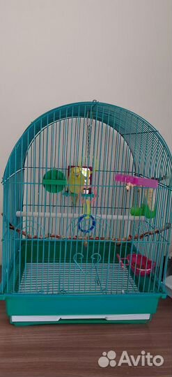 Волнистый попугай самка