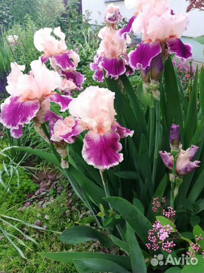 Ирисы бородатые белые Форзиция