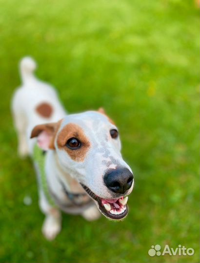 Джек рассел терьер в добрые руки