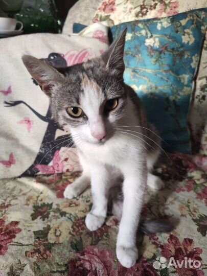 Кошка в дар бесплатно