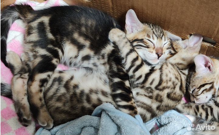 Бенгальские котята