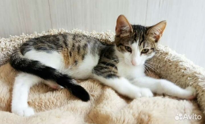 Кошечка Шишига