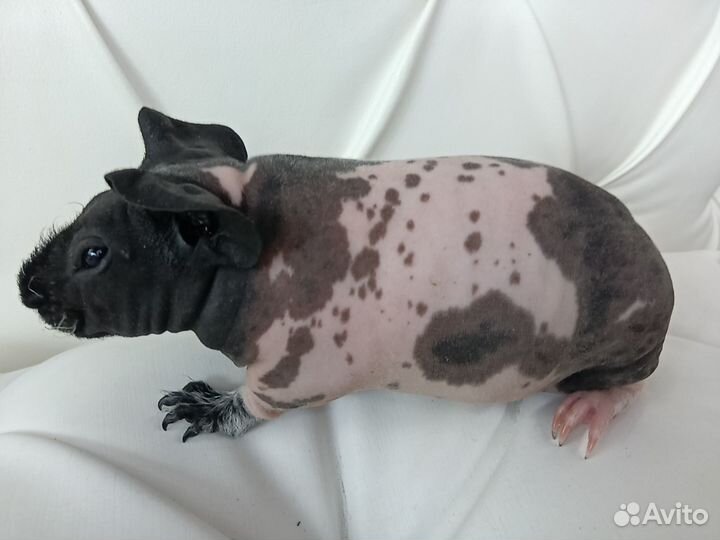 Бронь Морская свинка самка скинни доставка