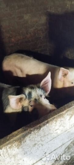 Мясо домашнее свинина