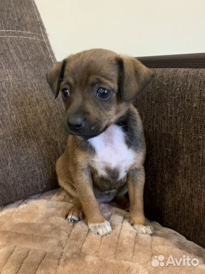 Той-терьер щенки