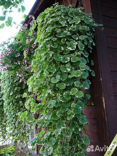 Будра плющелистная