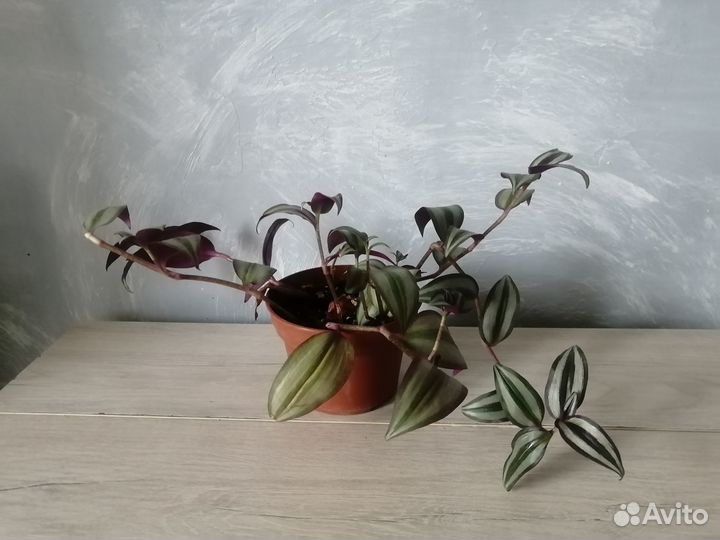 Традесканция