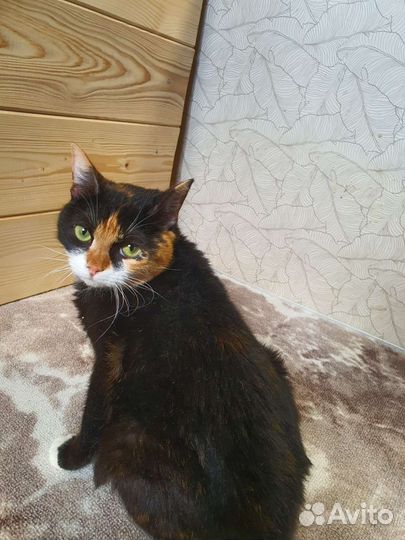 Кошка
