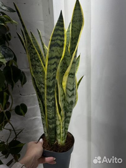Сансевиерия лауренти 55 см
