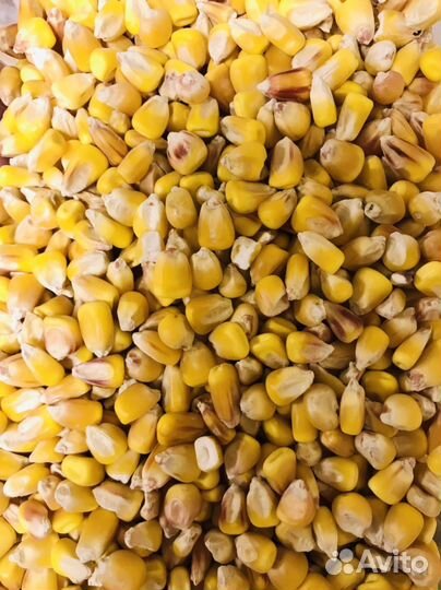 Кукуруза
