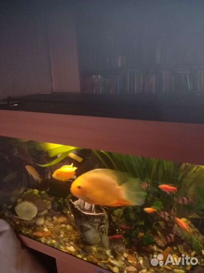 Аквариум с тумбой бу