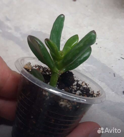 Суккуленты