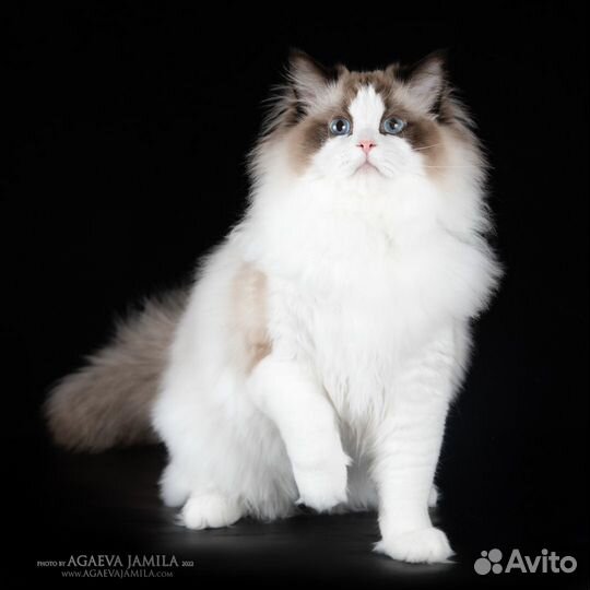 Котята рэгдолл Seal Bicolor