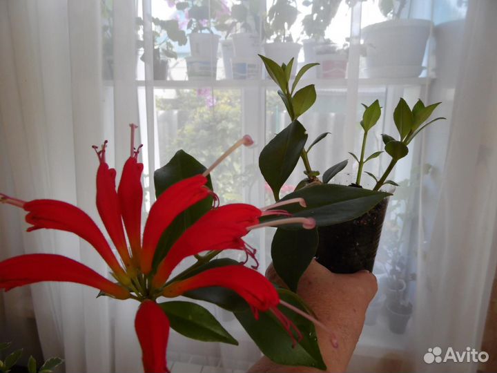 Комнатные растения