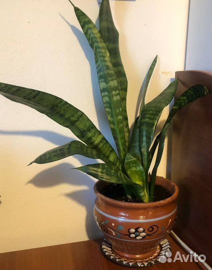 Сансевиерия Щучий хвост и ханни в керамическ горшк