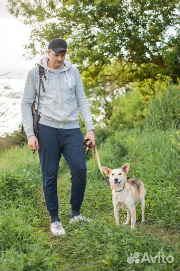 Собака из приюта в добрые руки