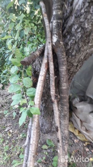 Отдам дрова вишня, слива бесплатно самовывоз