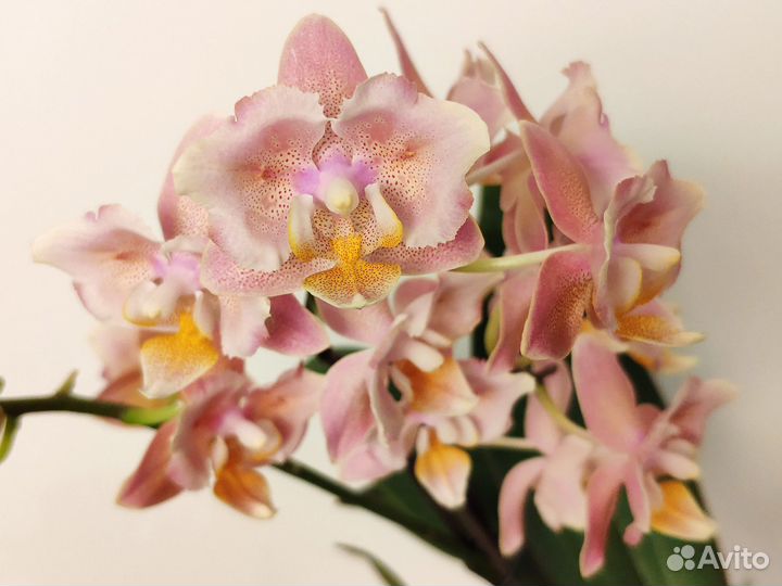 Орхидея фаленопсис бабочка Orange aroma