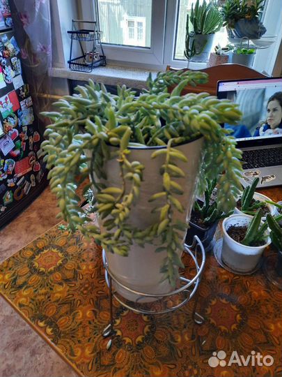 Очиток Моргана