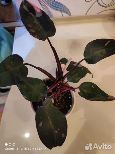 Сциндапсус, Филодендроны, Калатея, Ринг оф Файер