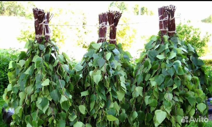 Веники для бани берёзовые