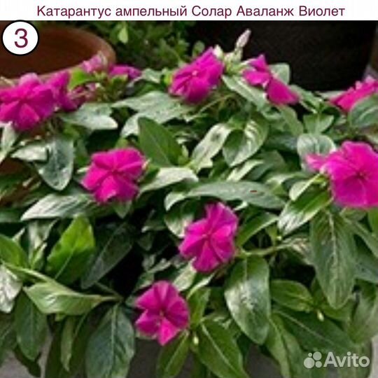 Катарантус ампельный