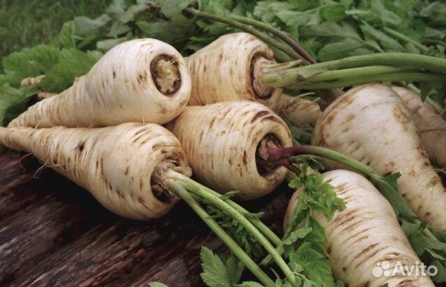 Пастернак сушеный корни