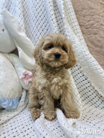 Кокапу девочка